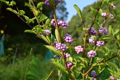 Callicarpa dichotoma