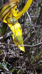 Pauridia canaliculata