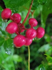 Pseudocayratia pengiana