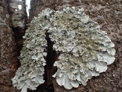 Parmotrema tinctorum