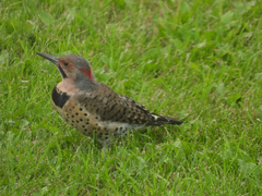 Colaptes auratus luteus