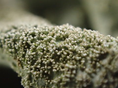 Parmotrema tinctorum