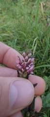 Odontites vulgaris