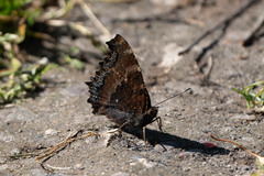 Nymphalis xanthomelas