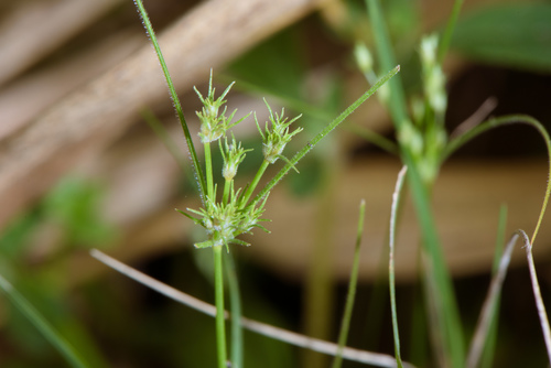 Fimbristylis aestivalis