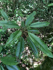 Daphniphyllum himalaense