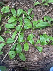Clintonia