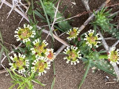 Euphorbia caput-medusae