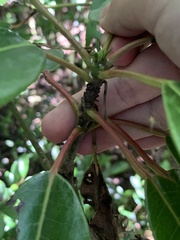 Daphniphyllum himalaense