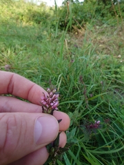 Odontites vulgaris