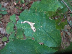 Stigmella quercipulchella