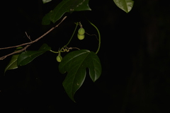 Passiflora pallida