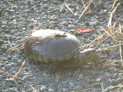 Kinosternon subrubrum