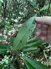 Daphniphyllum himalaense