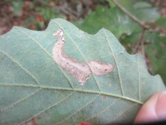Stigmella quercipulchella