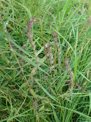 Odontites vulgaris