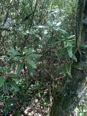 Daphniphyllum himalaense