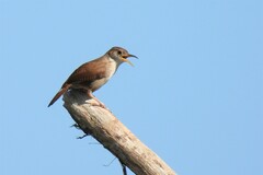 Troglodytes aedon beani