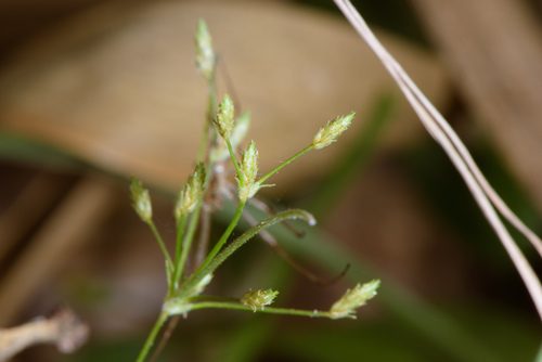 Fimbristylis aestivalis