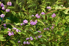 Callicarpa dichotoma