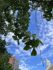 Ginkgo