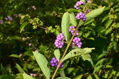 Callicarpa dichotoma