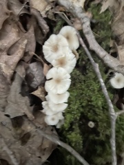 Pleurotus