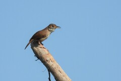 Troglodytes aedon beani