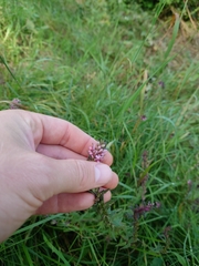 Odontites vulgaris