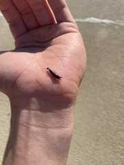 Euborellia annulipes