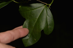Passiflora pallida