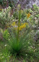 Xanthorrhoea preissii