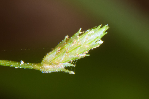 Fimbristylis aestivalis