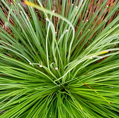 Xanthorrhoea preissii
