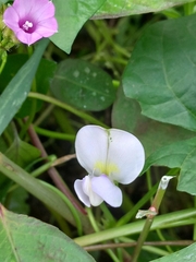 Faboideae