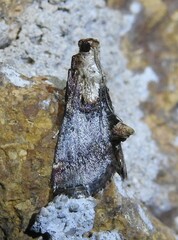 Cacozelia basiochrealis