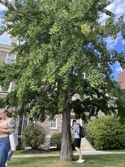 Ginkgo