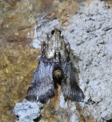 Cacozelia basiochrealis