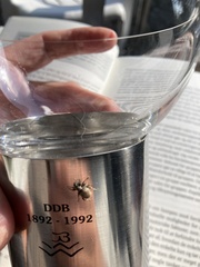 Otiorhynchus singularis