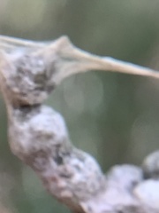 Mecynogea lemniscata