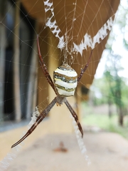 Argiope anasuja