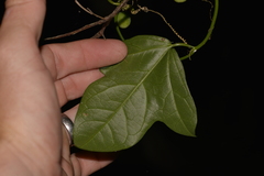 Passiflora pallida