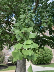 Ginkgo
