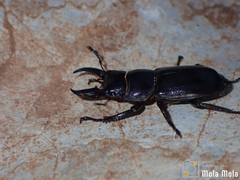Serrognathus titanus platymelus