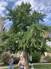 Ginkgo