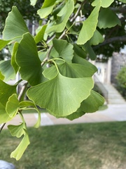Ginkgo