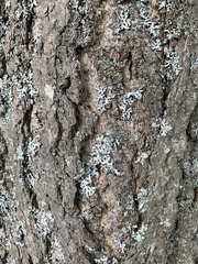 Ginkgo