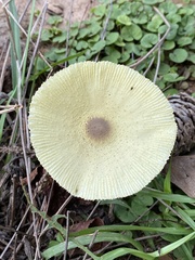 Leucocoprinus birnbaumii