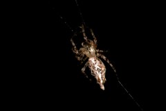 Cyclosa