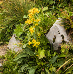 Solidago virgaurea minuta